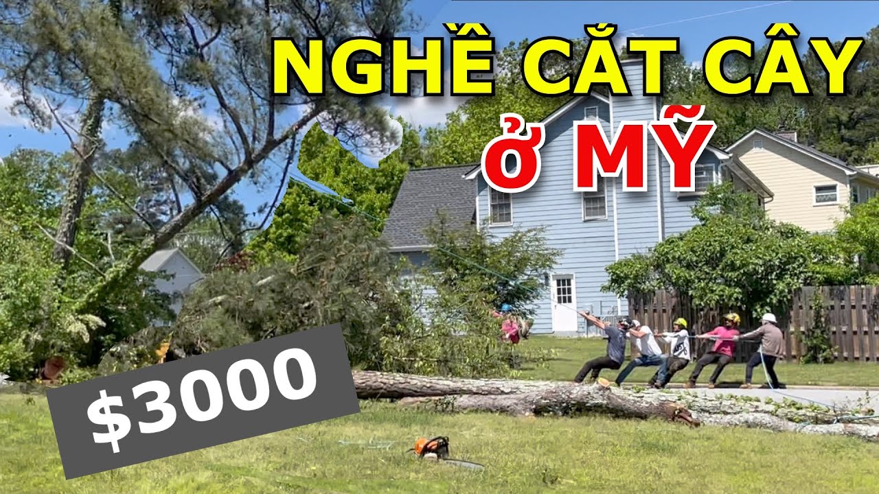 KIẾM $3000 CHO 3 HRS BẰNG NGHỀ CẮT CÂY Ở MỸ - CẮT & NGHIỀN CÂY TẠI CHỖ