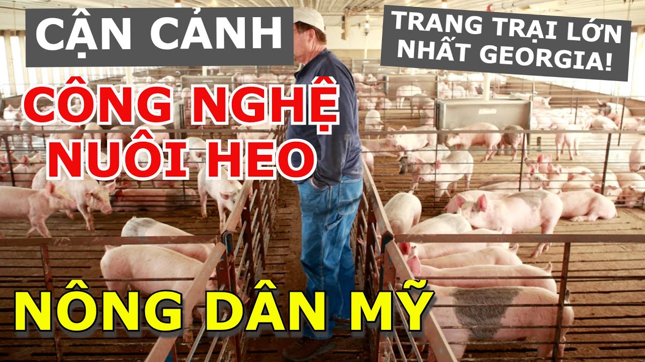 THEO CHÂN NÔNG DÂN MỸ TÌM HIỂU CÔNG NGHỆ NUÔI HEO Ở TRANG TRẠI KHỦNG CỦA TIỂU BANG GEORGIA, MỸ