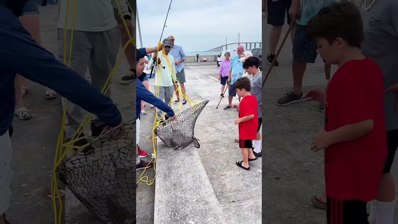 Cá đuối Florida | Hoang Anh Nguyen Florida