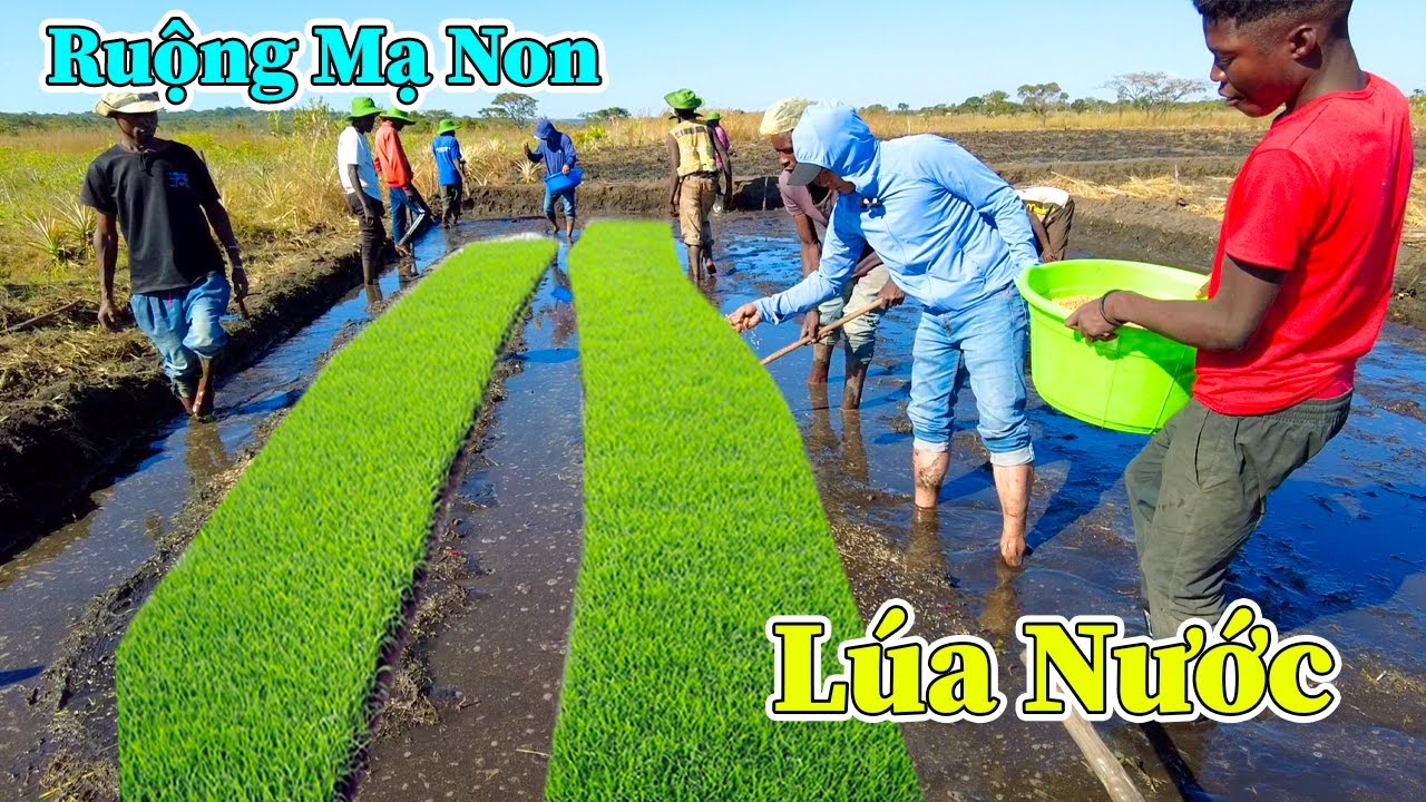 Hùng KaKa ll Ruộng Mạ Non Lúa Nước Đầu Tiên Ở Nông Trại Của Người Dân 3 Bản !