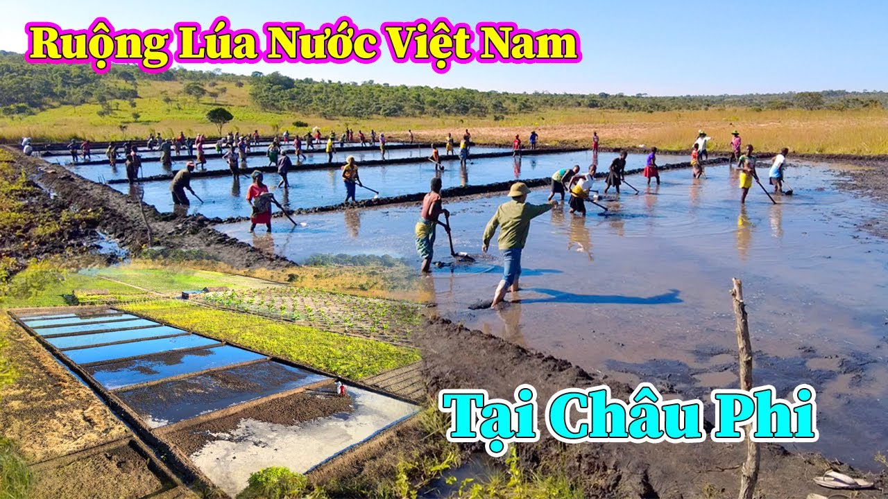 Hùng KaKa ll Hoàn Thành Bước Đầu Tiên Cho Ruộng Lúa Nước Chuẩn Việt Nam Tại Châu Phi