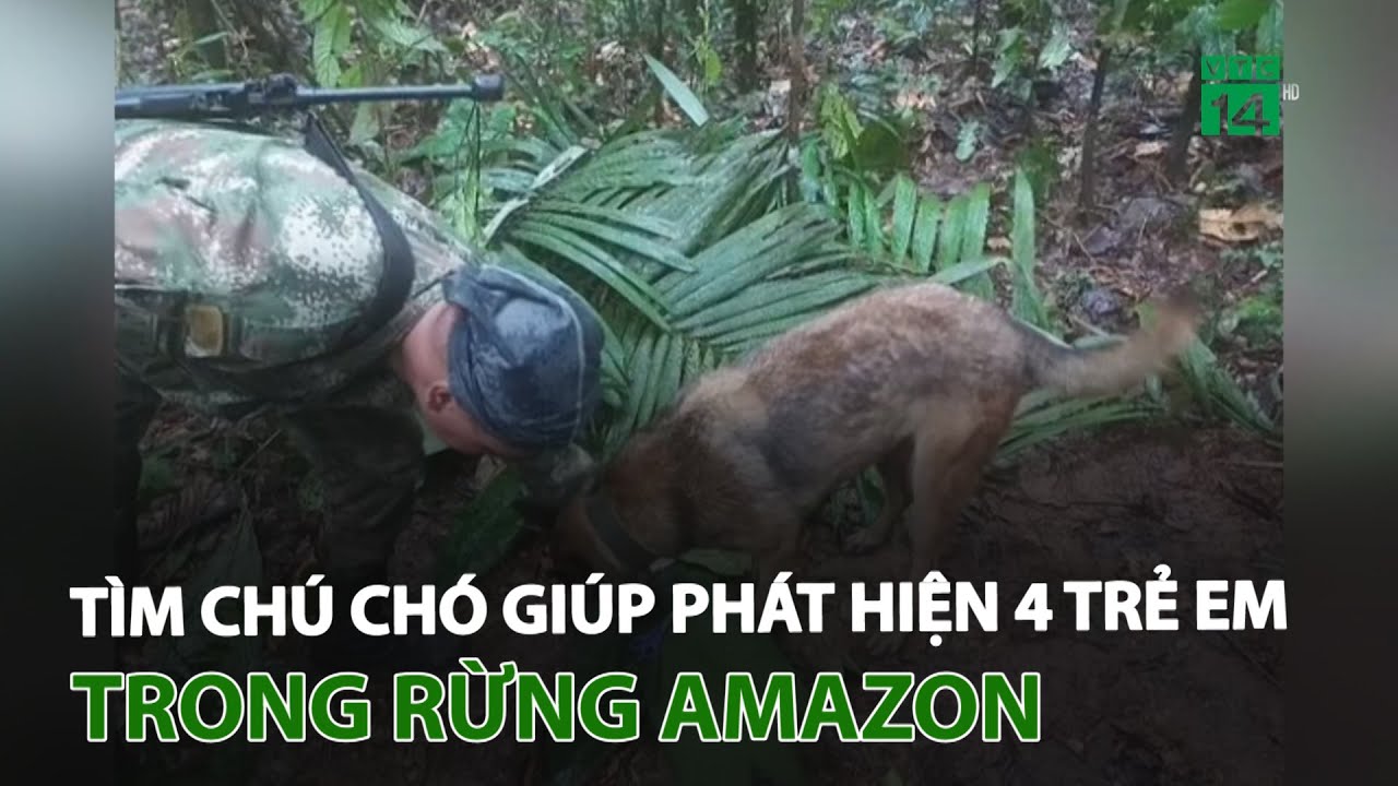 Colombia tìm con chó giúp phát hiện 4 trẻ em trong rừng Amazon | VTC14