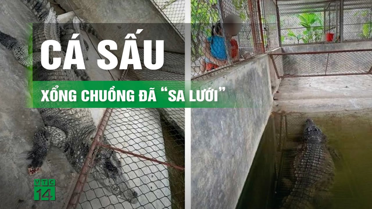 Bắt được 2 con cá sấu nặng hơn 100 kg sổng chuồng ở Yên Bái | VTC14