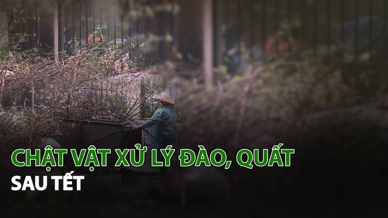 Chật vật xử lý Đào, Quất sau Tết| VTC14