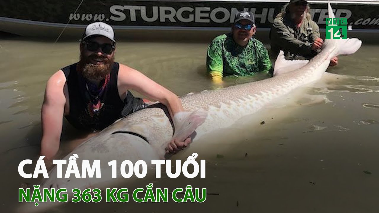 Cá tầm 100 tuổi, nặng 363 kg cắn câu | VTC14