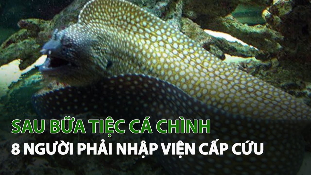 Sau Bữa Tiệc Cá Chình 8 người phải Nhập Viện Cấp Cứu| VTC14