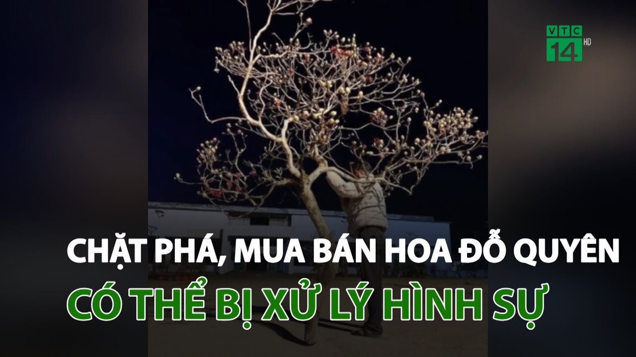 Chặt phá, mua bán hoa Đỗ Quyên có thể bị xử lý hình sự | VTC14