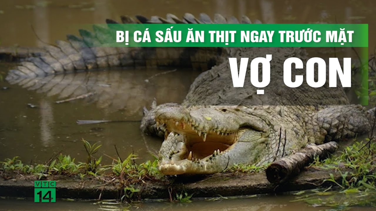 Rùng mình phát hiện thi thể người trong bụng cá sấu | VTC14