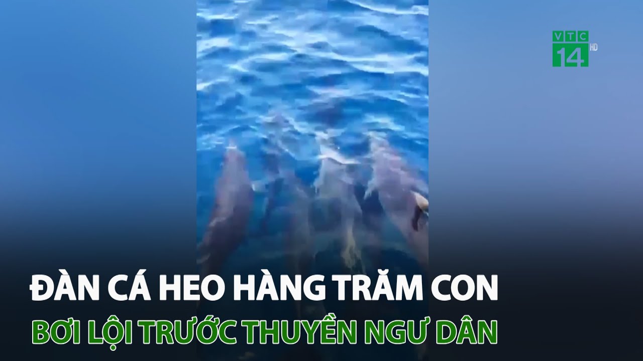 Đàn cá heo hàng trăm con bơi lội trước thuyền ngư dân | VTC14