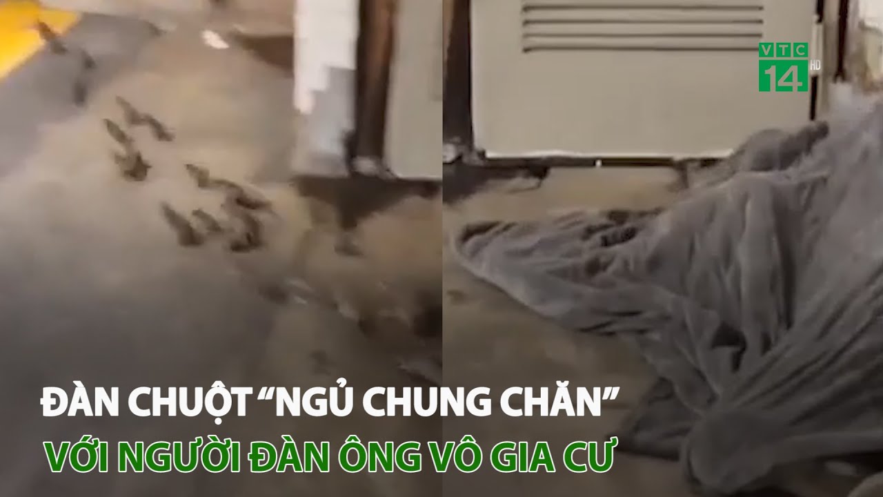 Đàn chuột “ngủ chung chăn” với người đàn ông vô gia cư | VTC14