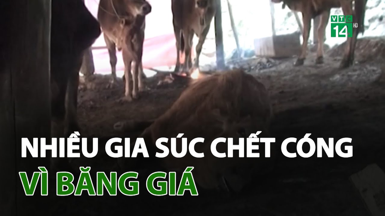 Nhiều gia súc chết cóng vì băng giá | VTC14