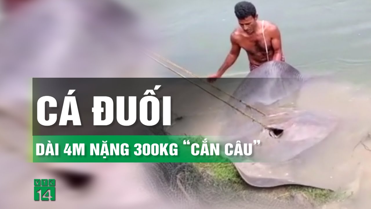 Ngư dân bắt được con cá đuối khổng lồ trên sông | VTC14