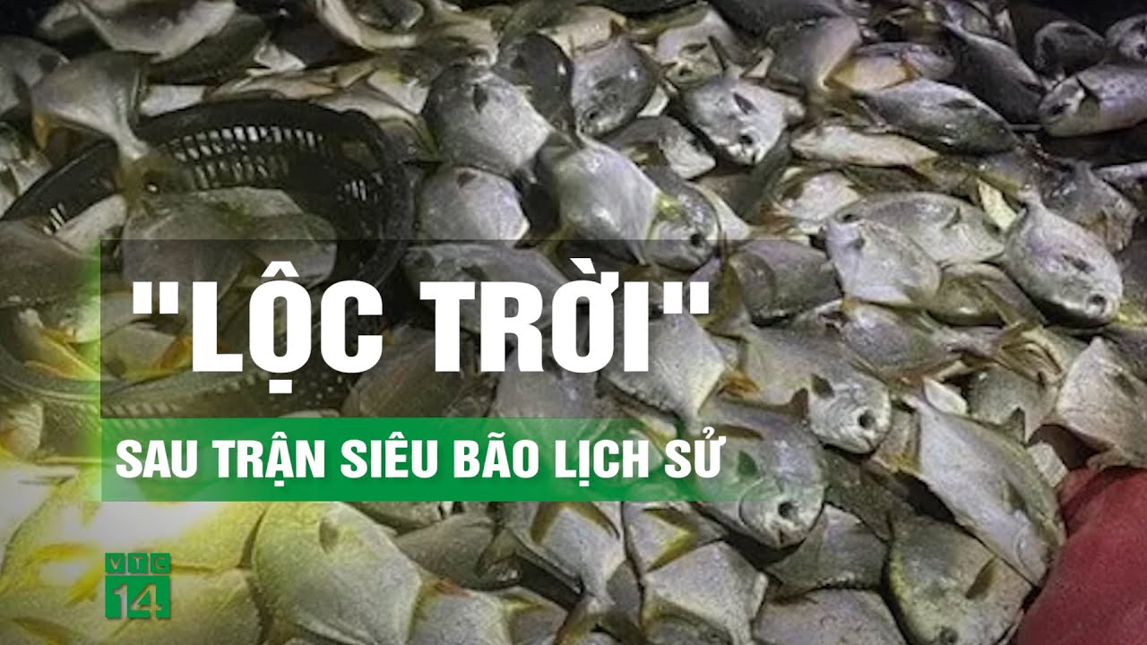 Người dân Móng Cái đổ ra biển nhặt cá trôi dạt sau bão Yagi | VTC14