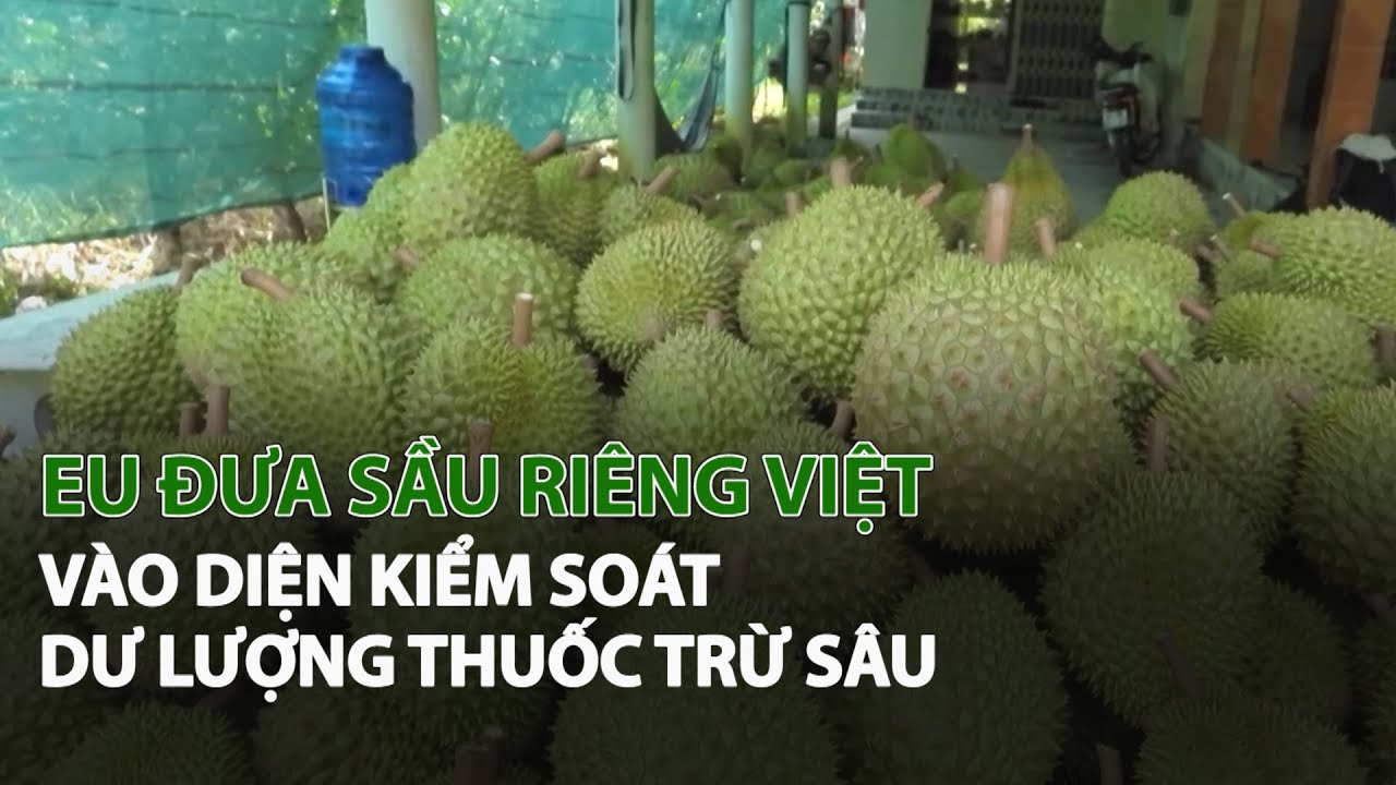 EU đưa Sầu Riêng Việt vào diện kiểm soát dư lượng Thuốc Trừ Sâu| VTC14