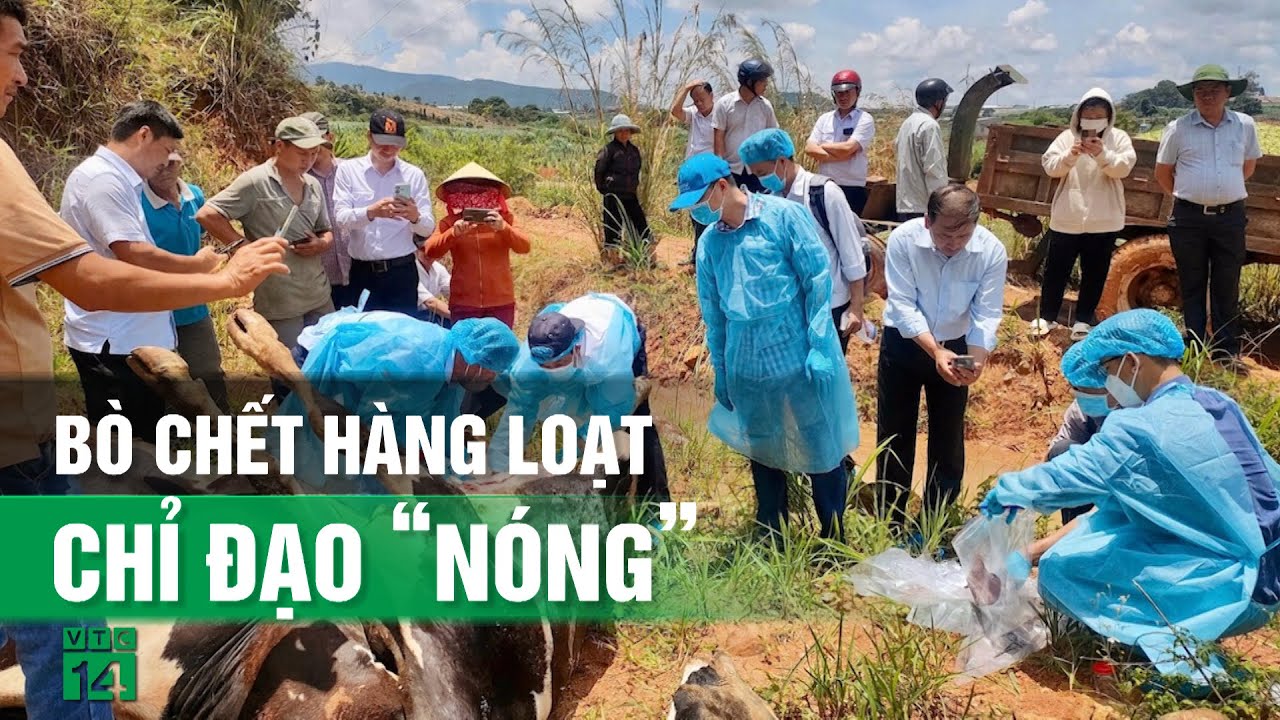 Hàng trăm con bò bị chết, Bộ Nông nghiệp và Phát triển nông thôn chỉ đạo “nóng”| VTC14