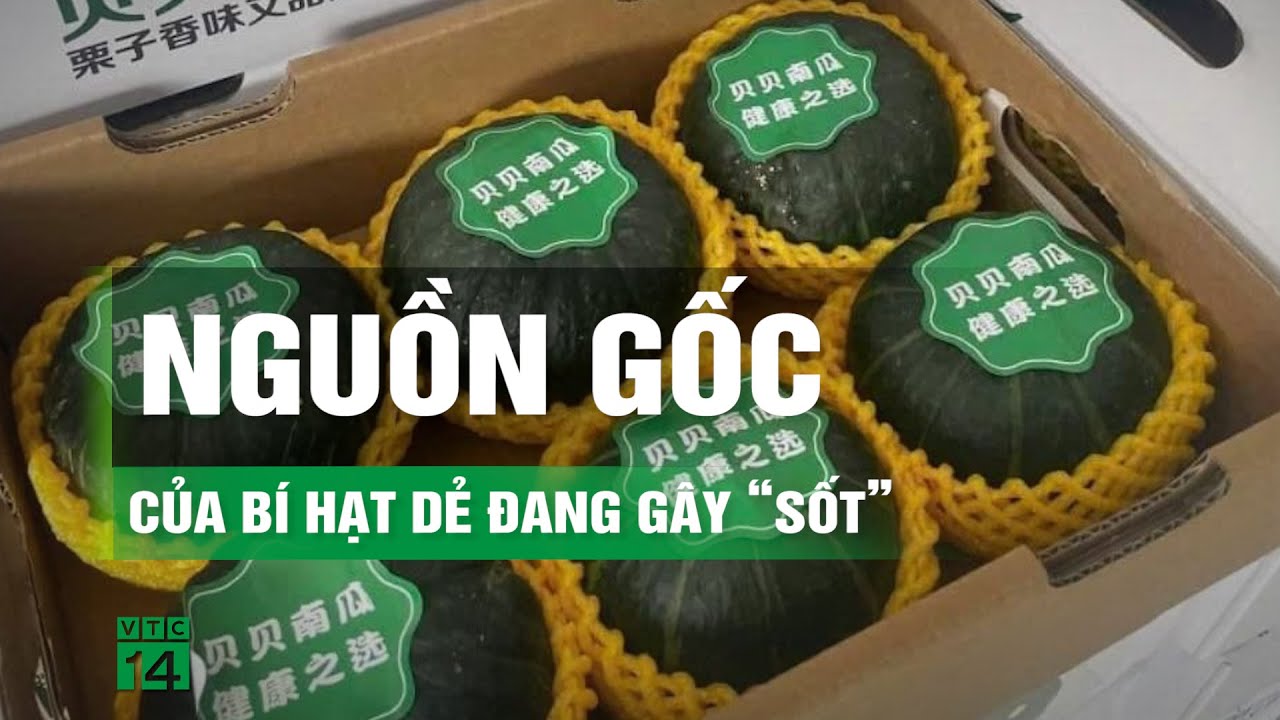 Bất ngờ với nguồn gốc bí đỏ hạt dẻ đang “làm mưa làm gió” trên mạng xã hội Việt Nam | VTC14