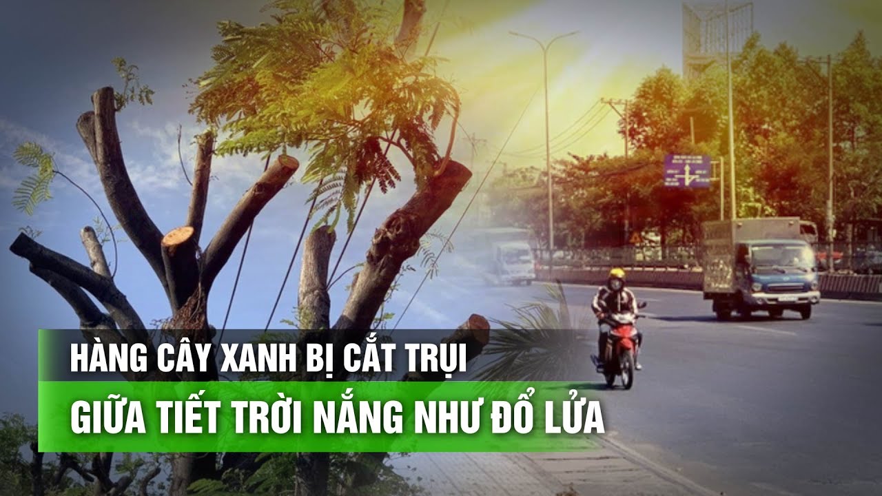 Lạ lùng hàng cây xanh bị cắt trụi giữa tiết trời nắng như đổ lửa| VTC14