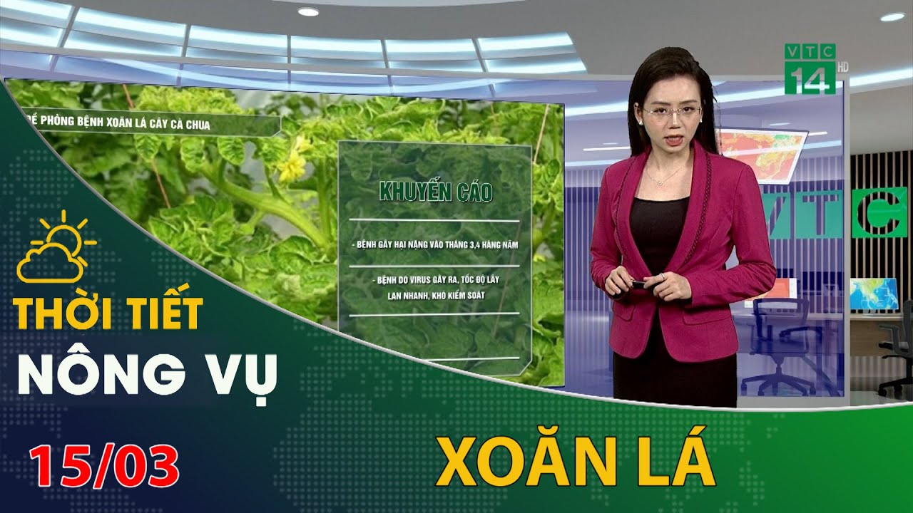 Thời tiết nông vụ 15/03/2024: Phòng bệnh xoăn lá trên cây cà chua | VTC14