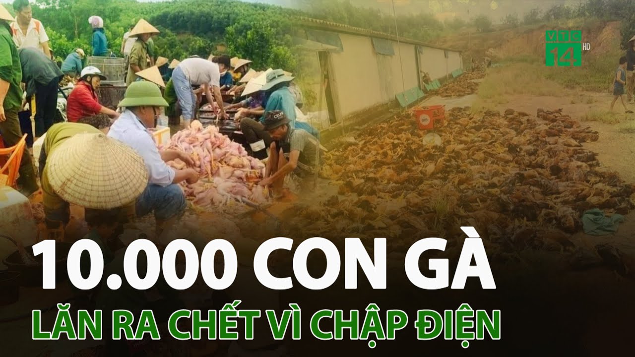 10.000 con gà lăn ra c.h.ế.t vì chập điện | VTC14