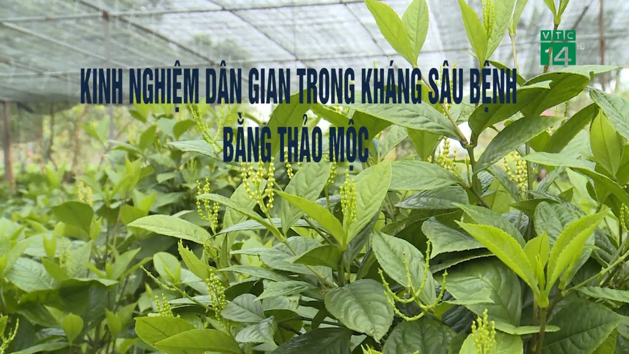 Kinh nghiệm dân gian trong kháng sâu bệnh bằng thảo mộc| VTC14