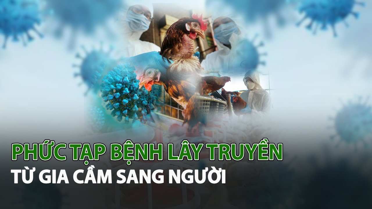 Phức tạp bệnh lây truyền từ Gia Cầm sang Người| VTC14