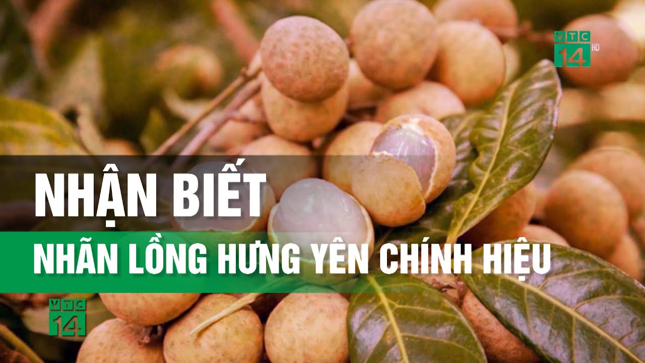 Nhận biết Nhãn Lồng Hưng Yên chính hiệu| VTC14