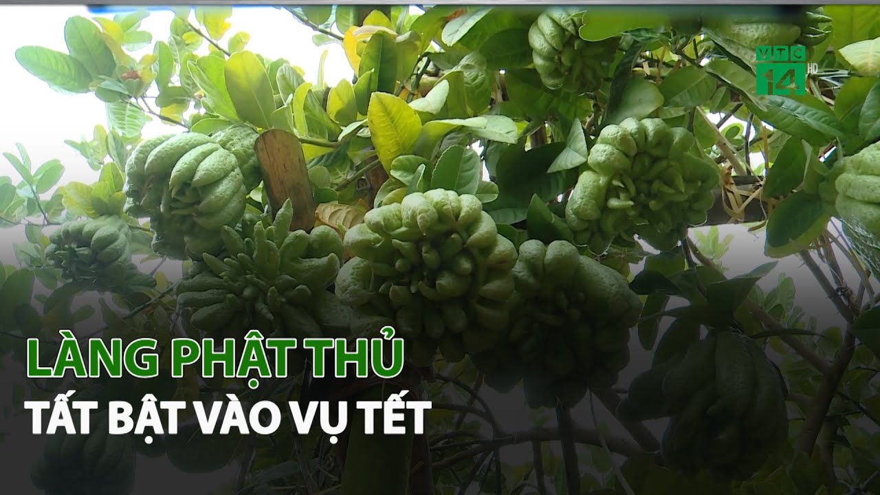 Làng Phật Thủ tất bật vào vụ Tết| VTC14