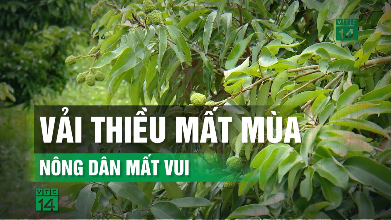 Mất mùa vải, người dân tạo thu nhập như thế nào?| VTC14