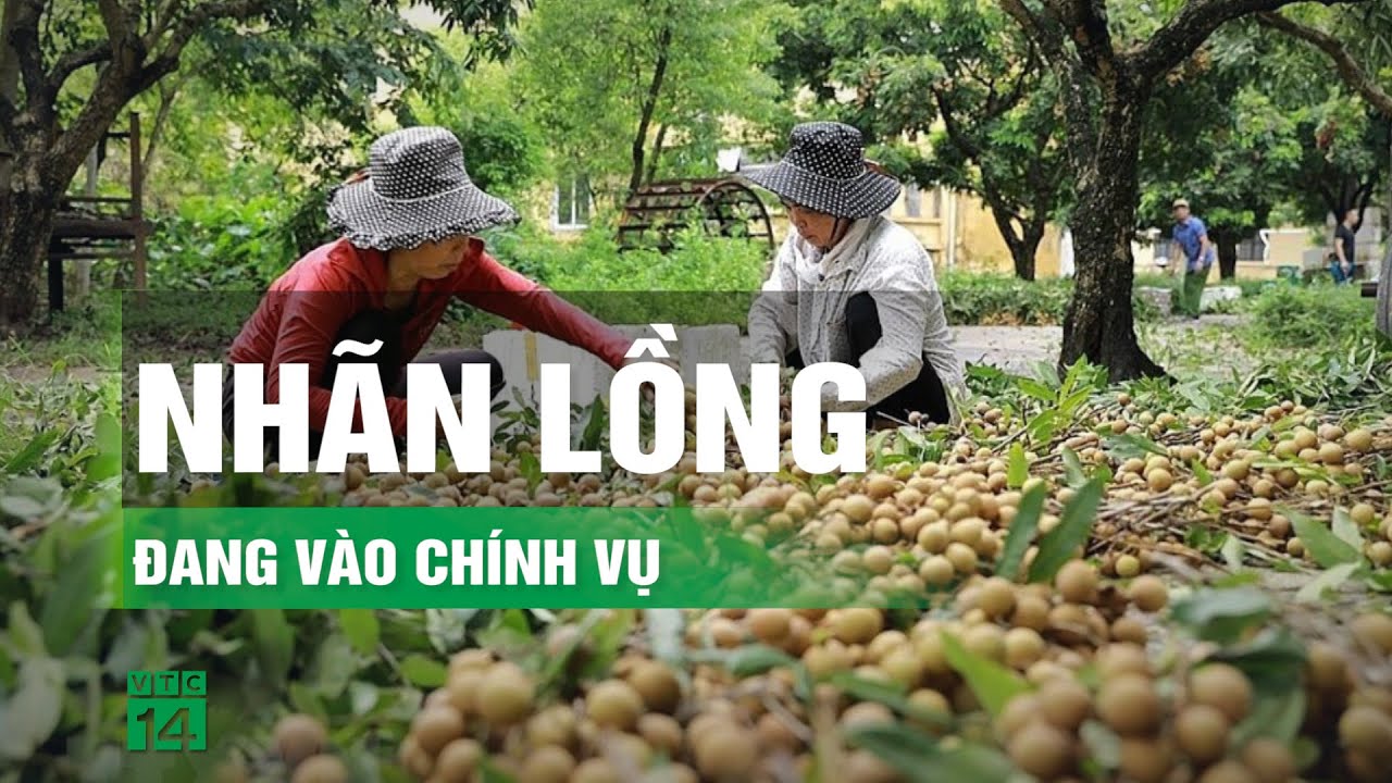 Đẩy mạnh xuất khẩu nhãn sang thị trường quốc tế | VTC14