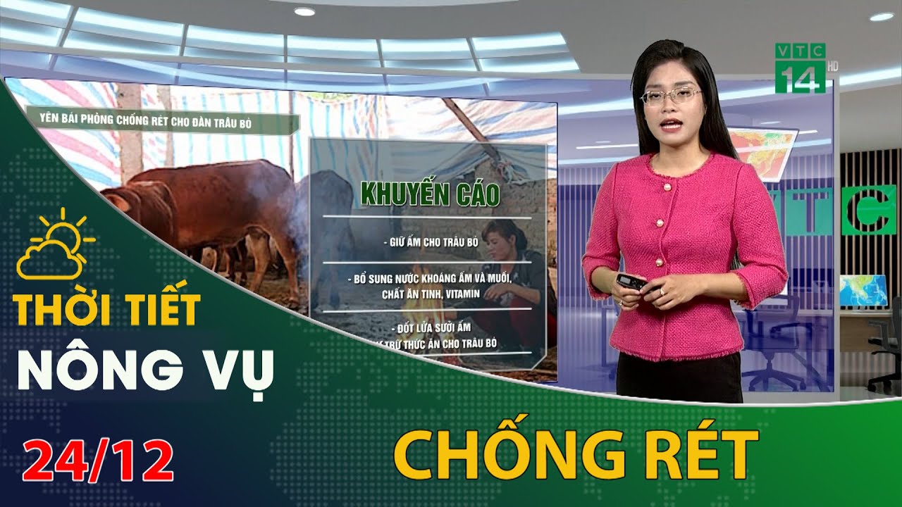 Thời tiết nông vụ 24/12/2023: Phòng chống rét cho trâu bò | VTC14