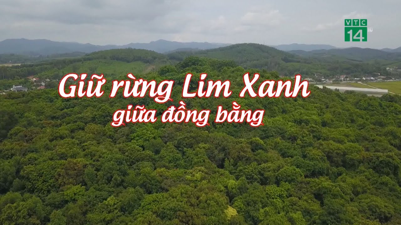 Giữ Rừng Lim Xanh giữa Đồng Bằng| VTC14