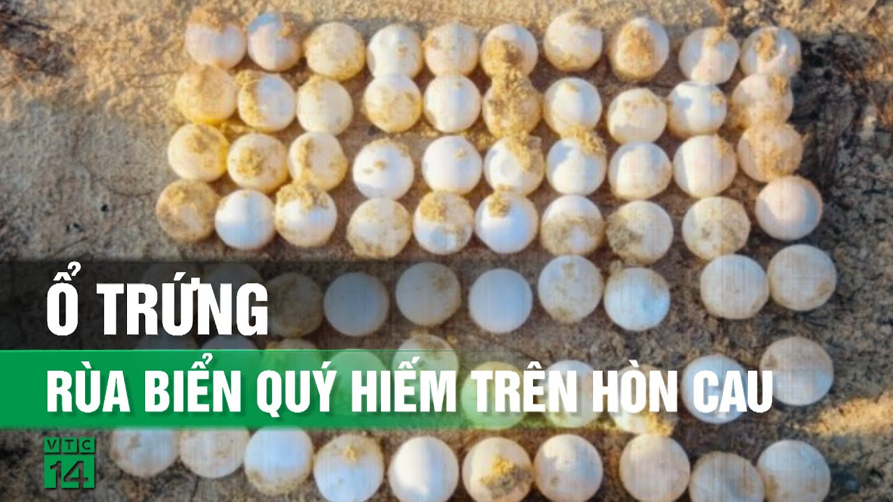 Rùa biển lên đẻ gần 80 trứng ở Hòn Cau| VTC14