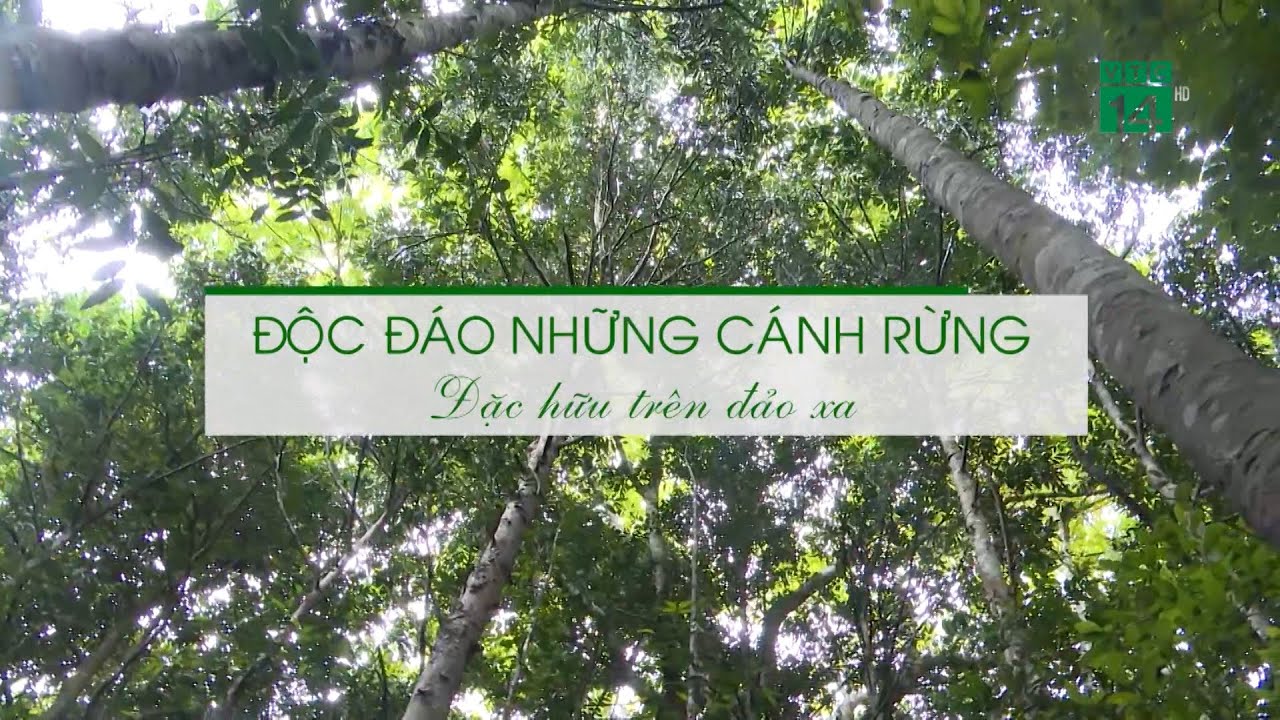 Độc đáo những cánh rừng đặc hữu trên Đảo xa| VTC14