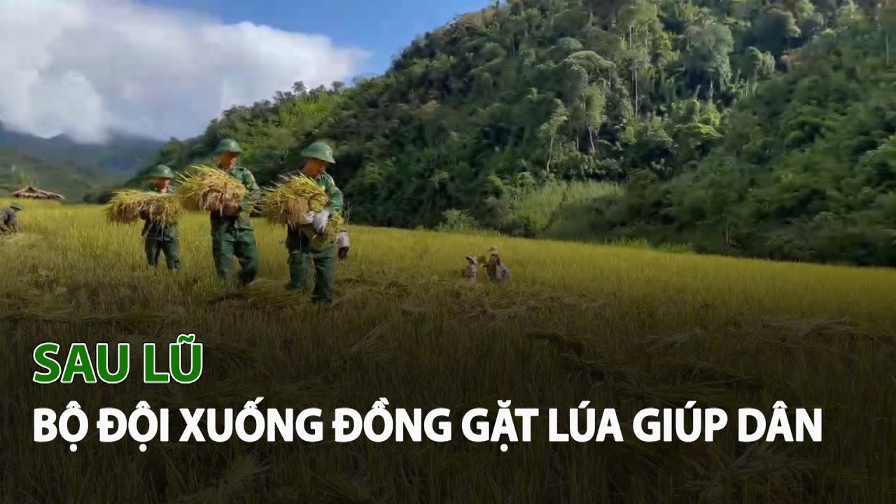 Sau Lũ, Bộ Đội xuống đồng Gặt Lúa giúp dân| VTC14