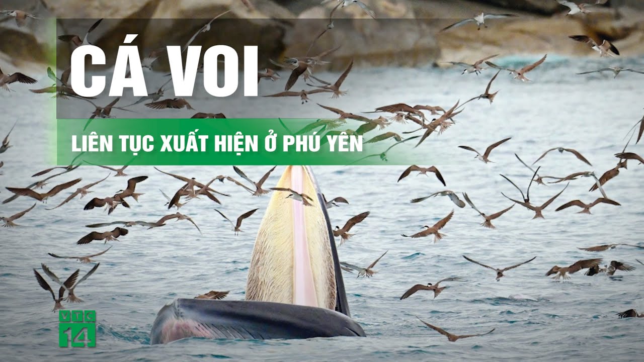 Xuất hiện ít nhất 2 con cá voi săn mồi ở vùng biển Phú Yên | VTC14