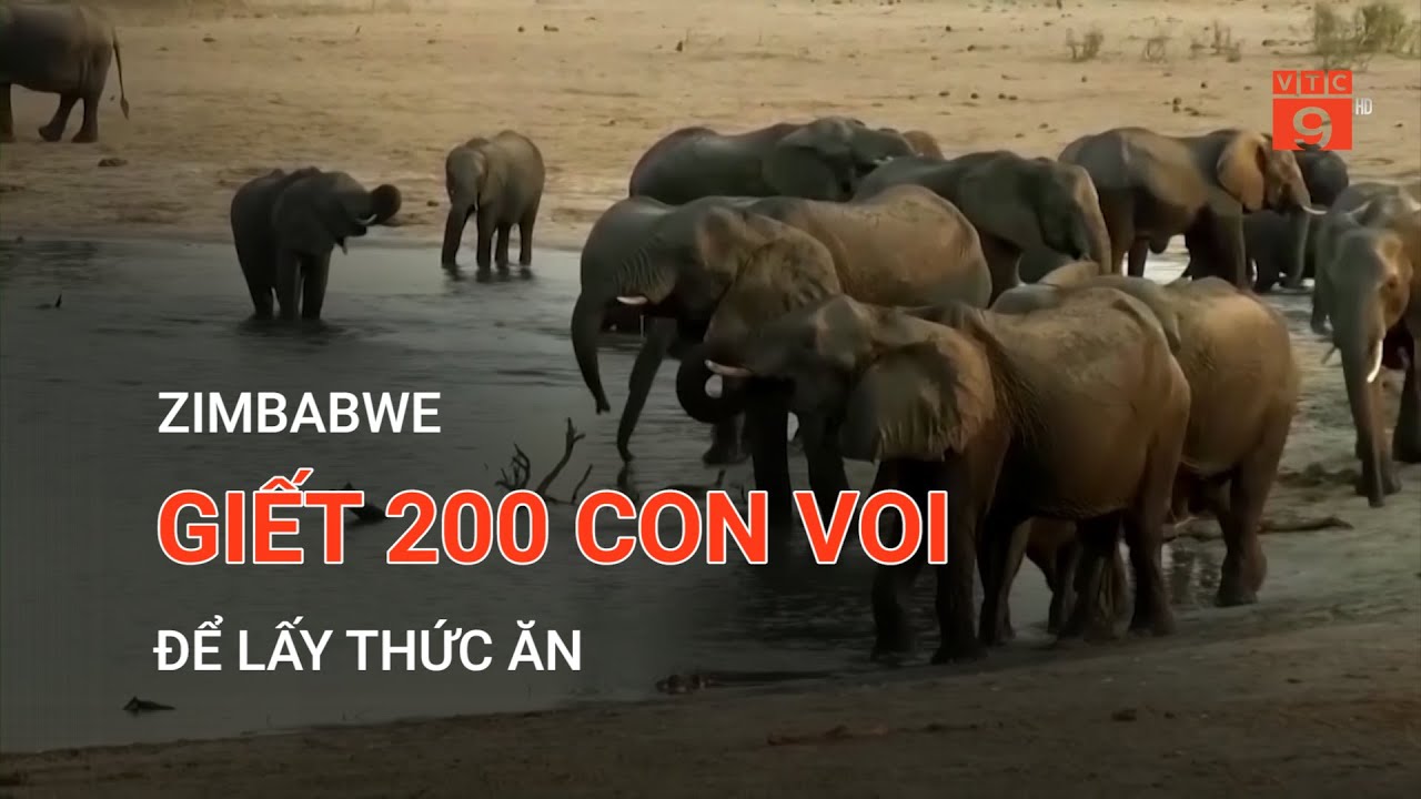 ZIMBABWE GIẾT 200 CON VOI ĐỂ LẤY THỨC ĂN  | VTC9