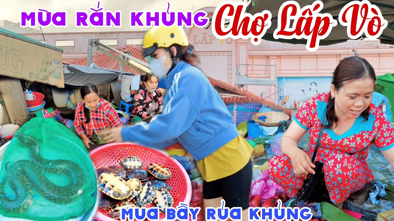 MÙA LŨ RẮN KHỦNG Đổ Về CHỢ LẤP VÒ, ĐỒNG THÁP - Mua Được BẦY RÙA KHỦNG, Quá Đông KHU CÁ ĐỒNG | KPVL