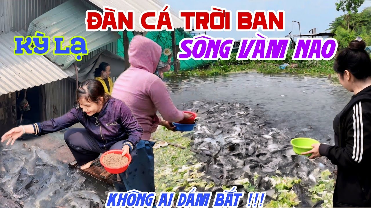 Chuyện Lạ SÔNG VÀM NAO Hàng 1000 Tấn Cá VỀ TRÚ NGỤ Được Ông Lão Bồ Tát NUÔI NHƯ THÚ CƯNG | KPVL