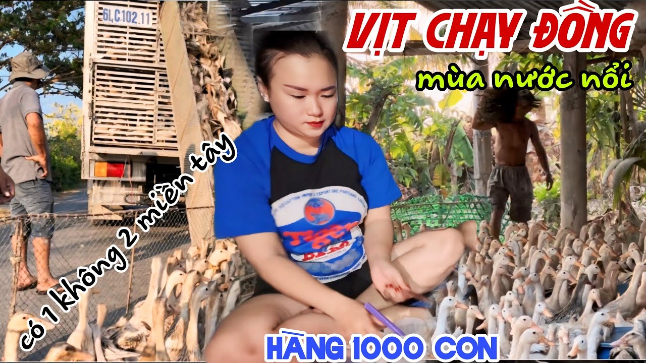 Quá Khủng HÀNG 1000 CON VỊT CHẠY ĐỒNG MÙA NƯỚC NỔI MIỀN TÂY 2024 Bà Con Bội Thu TRỨNG ĐÊM KHUYA KPVL