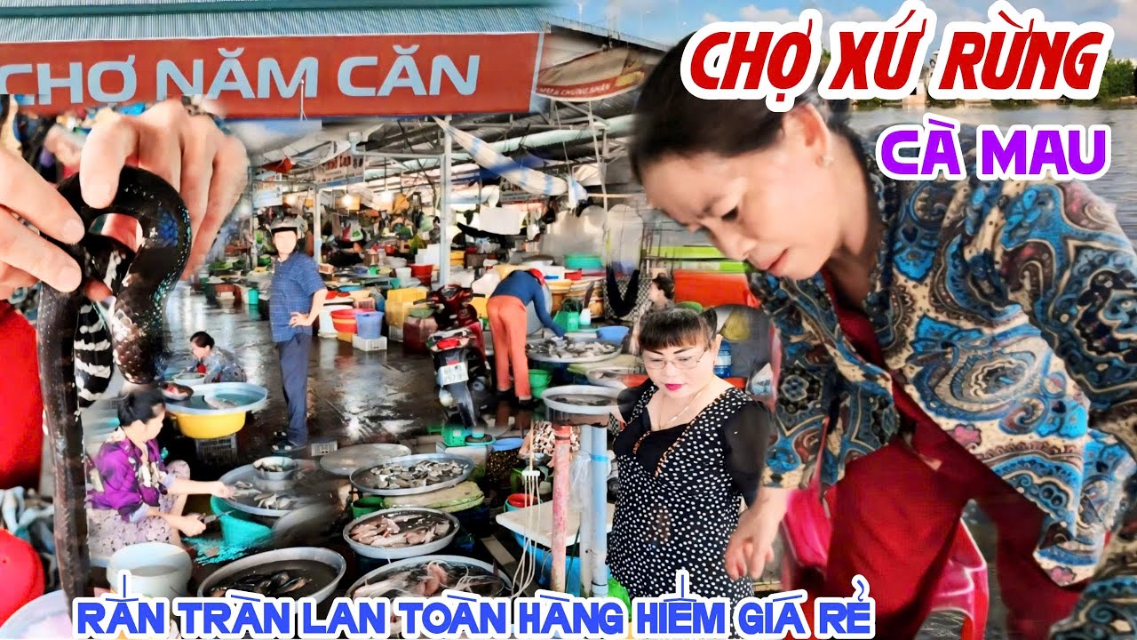 Đẹp Choáng Ngợp RỪNG NGẬP MẶN CHỢ NĂM CĂN CÀ MAU Rắn Lên Bờ, HẢI SẢN HÀNG HIẾM RẺ CHỜ NGƯỜI MUA KPVL