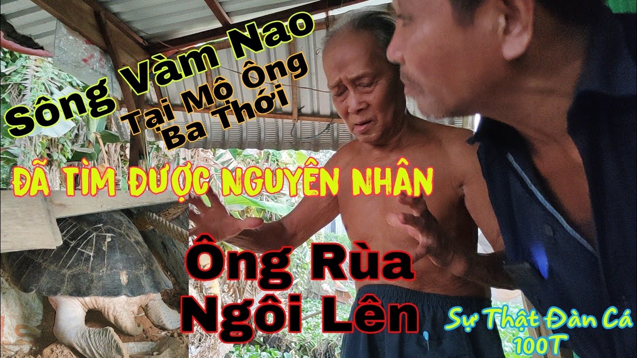 Đã Tìm Được Nguyên Nhân Chú Rùa Khủng Trở Về Tại Khu Mộ Ông Ba Thới Và Sự Thật Đàn Cá 100 Tấn