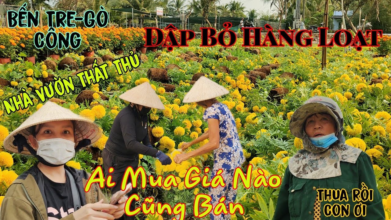 Nhà Vườn Thất Thủ Đập Bỏ Hàng Loạt Cánh Đồng Ai Mua Giá Nào Cũng Bán Từ Bến Tre Tới Gò Công