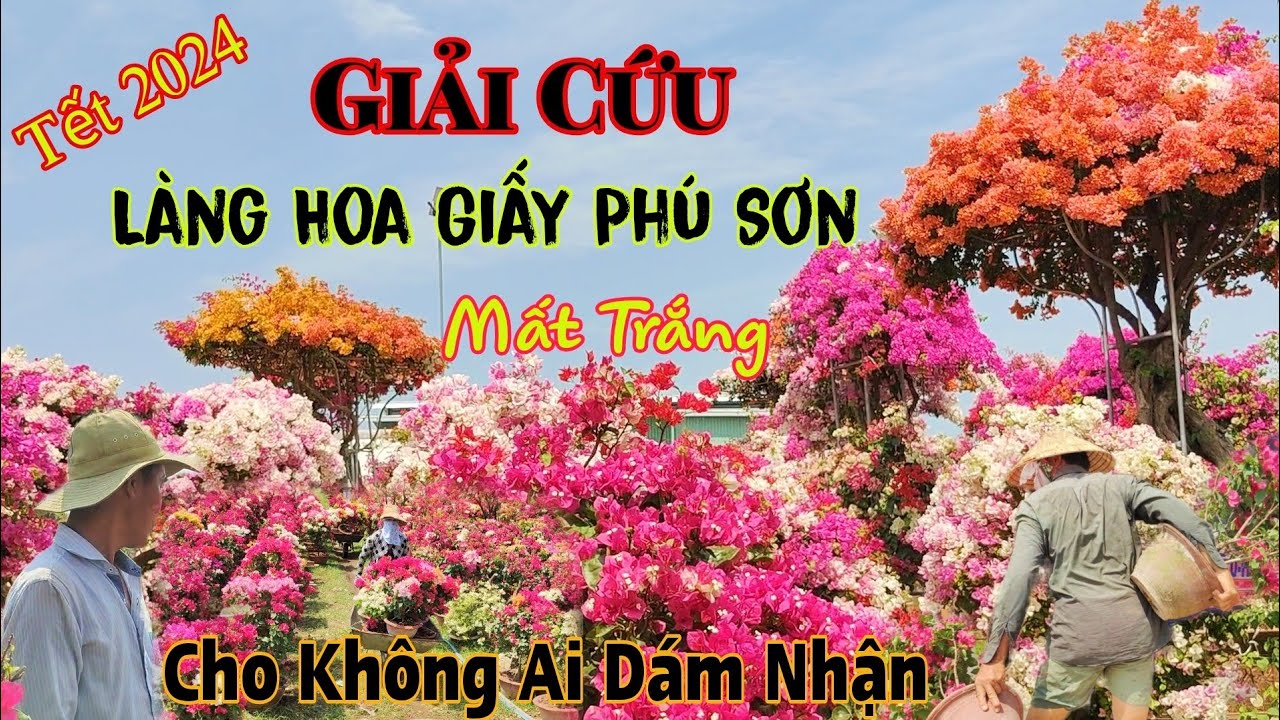 Tết 2024 Thê Thảm Làng Hoa Giấy Phú Sơn Nằm Chờ Phép Mầu Xảy Ra Cho Không Ai Dám Nhận