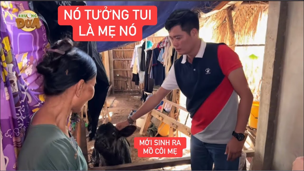 Chú bò mồ côi tưởng chủ là mẹ mình khiến ai chứng kiến cũng thương