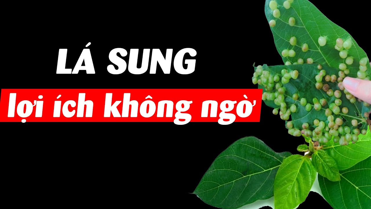 Tác dụng không ngờ của lá Sung