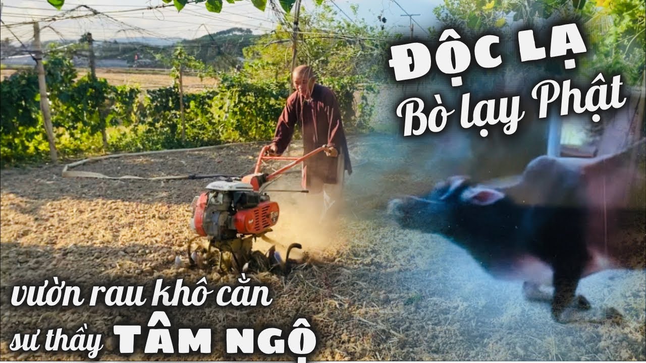 Độc Lạ Bò Khỉ Lạy Phật Vì Được Sư Thầy Tâm Ngộ Cứu Sống Khỏi Lò. Tịnh Thất Tâm Ngộ Nghèo Xơ Xác