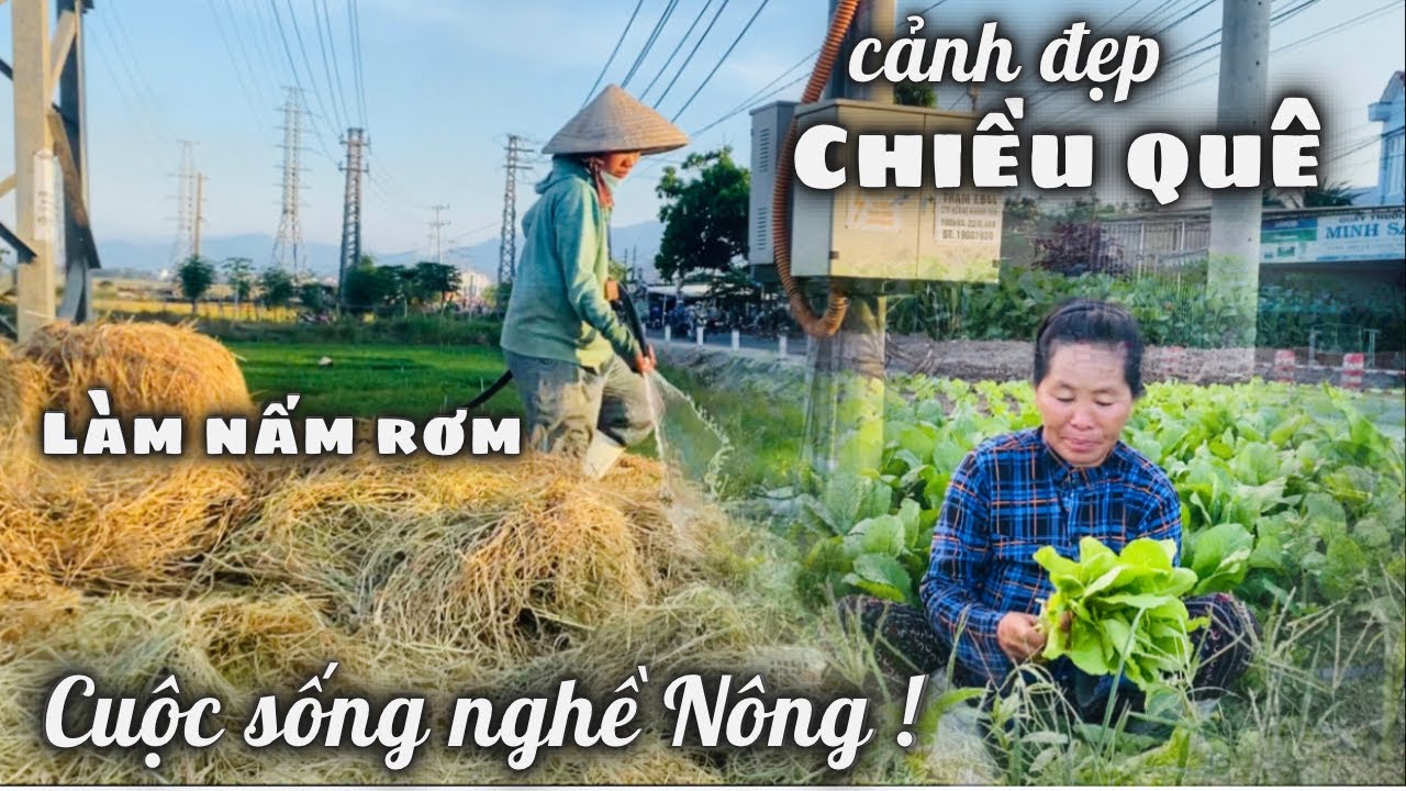 Cảnh Đẹp Chiều Quê Mùa Gặt Lúa Ven Đường Quốc Lộ Vĩnh Phương. Cuộc Sống Nghề Nông Sớm Hôm Tảo Tần