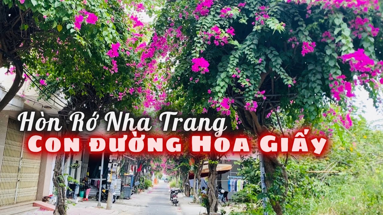 Hòn Rớ Nha Trang l Con Đường Hoa Giấy Đẹp Hoa Lệ Ở Phố Biển. Hoa Cho Người Giàu Lệ Cho Người Nghèo