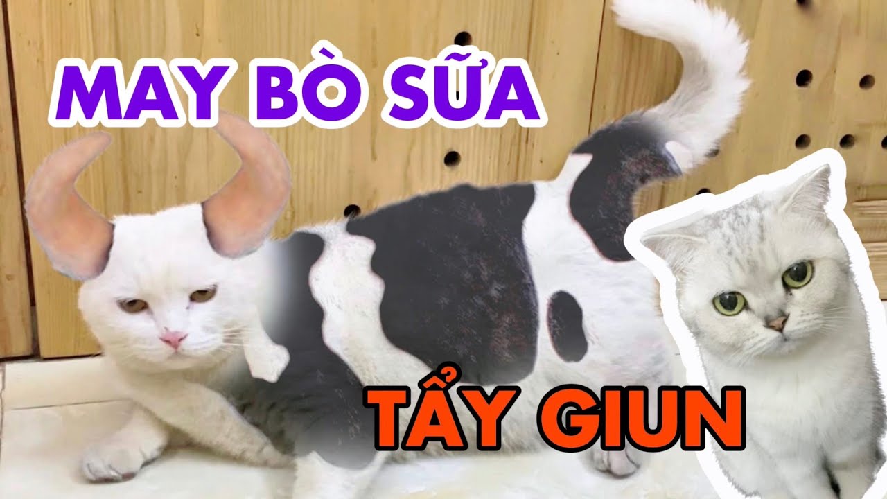 Tẩy giun cho May bò sữa và July công túa | maly.gaugau