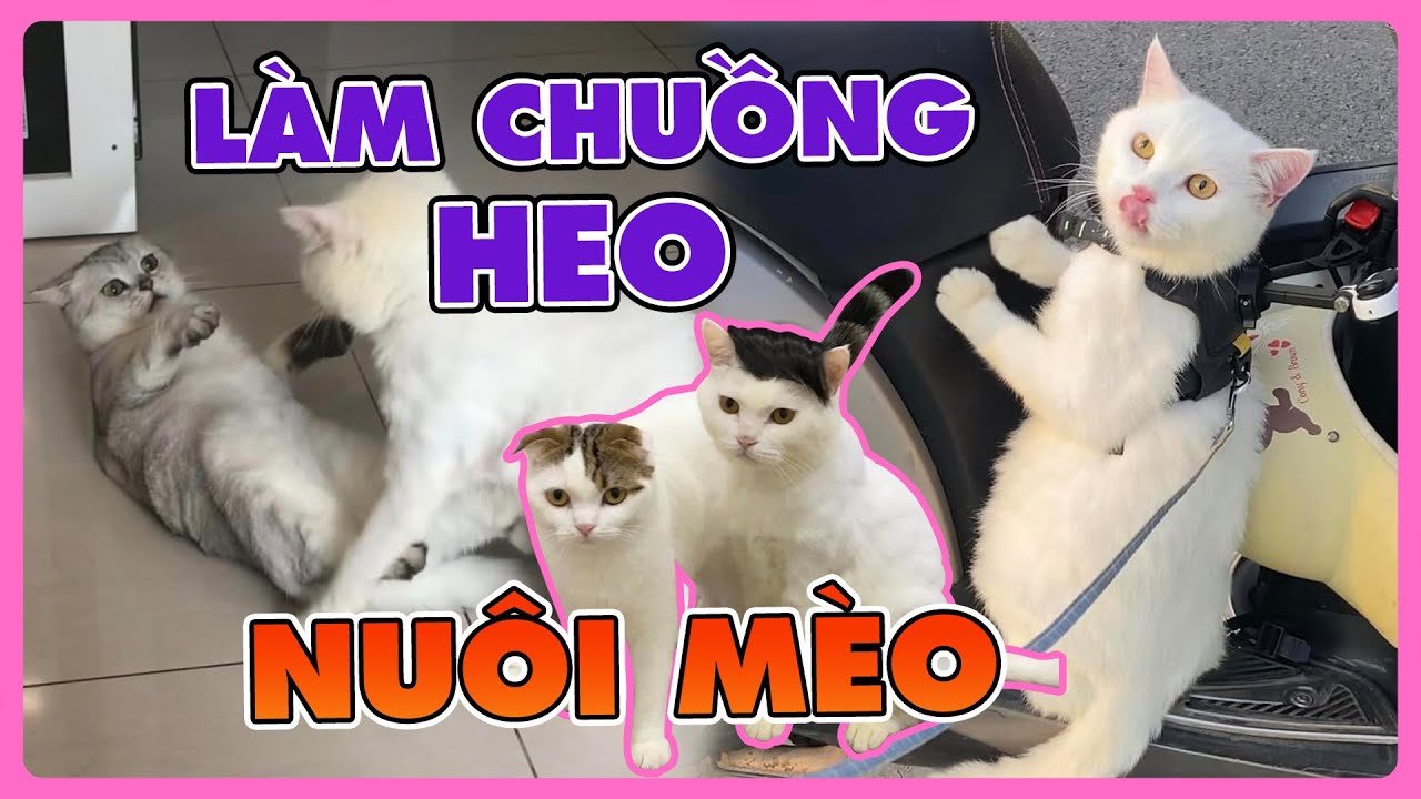 Làm chuồng nuôi heo cho mèo? | maly.gaugau